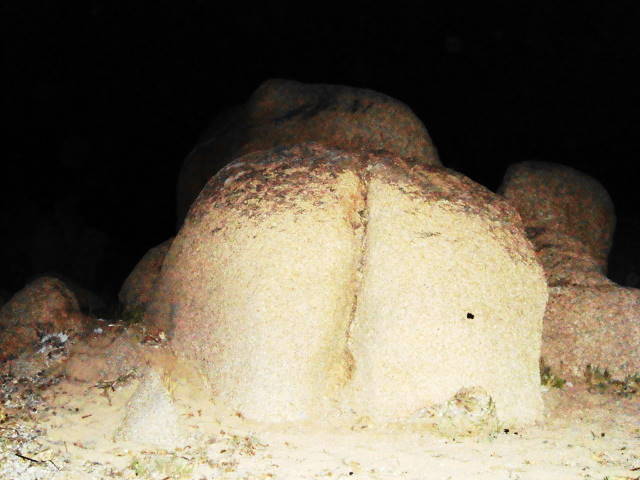 Fessier de rivage